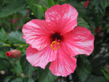 Hibiscus