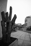 cactus010407.jpg