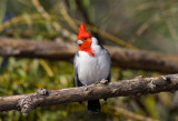 cardenal160607_1.jpg