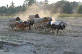 Bullock Carts On Mingun Island (Dec 06)