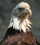 Bald Eagle (May 07)