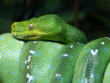 Emerald Tree Boa (May 07)