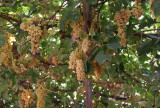 Grapes, Turpan (Oct 07)