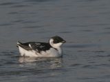 Little Auk - Kleine Alk