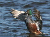 Northern Shoveler - Slobeend