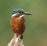 Kingfisher - IJsvogel