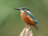 Kingfisher - IJsvogel