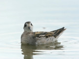 Red-necked Phalarope - Grauwe Franjepoot