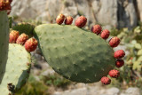 Segria Prickly Pear, close up
