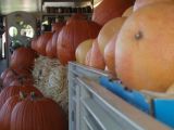 Popular Halloween Items