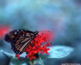 Butterfly on Red Flower