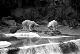 polar bear exhibit 2