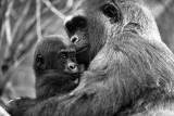 baby mountain gorilla with mother