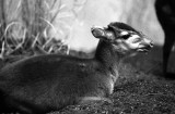 dik-dik antelope