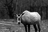 oryx (gemsbok) antelope