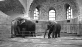 inside the renovated elephant house (Zoo Center)
