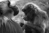 gelada baboons grooming