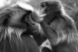 gelada baboons grooming 2