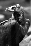 cinereous vulture portrait