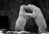 polar bear dance 2