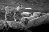 juvenile ibex