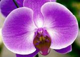 orchid
