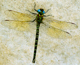 dragonfly on wall