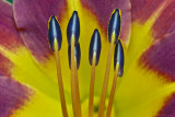tiger lilly detail