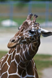 giraffe portrait