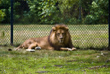 lion in repose