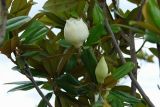 White magnolia flower (yulan)
