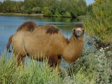 Camel, photo taken on the way to Beiting