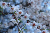 Peach Blossoms