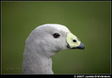 anml020.jpg