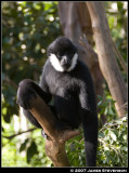 anml023.jpg