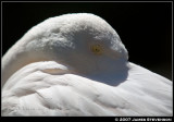 anml049.jpg