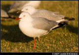 anml069.jpg