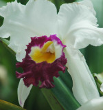 orchid 3