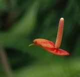 anthurium