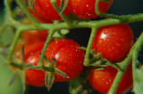 sweet cherry tomato