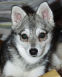 FoxxyDecember2006 033.jpg