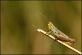Stenobothrus Lineatus