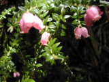 Flowers around Dove Lake