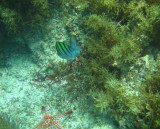 South End of a North Bound Fish-crop.jpg