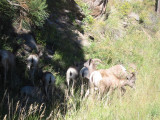 Mtn Goats Estes Park