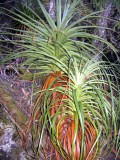 Strange palm tree type plants