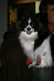 Happion   definition a Happy Papillion