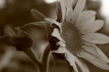 sunflowers 001.jpg