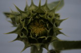 sunflowers 005.jpg