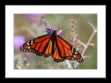 Monarch Butterflies